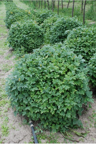 Калина обыкновенная Компактум - ком10кг/вис.40-50см/Ø60-70см